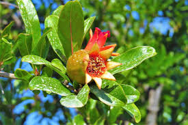 Pomegranate Fruit And Flower Drop Causes Control Agri Farming