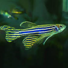 Zebrafish Are Solid Bass Also Believed Great For Novice Aquarists Pet Fish Aquarium Fish Tropical Fish