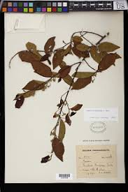 Image result for Grewia trichocarpa