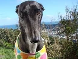17,820 likes · 923 talking about this. Me Korero Greyhounds As Pets Rnz
