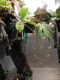 Image result for Aerangis kotschyana