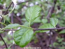 Image result for Turraea robusta