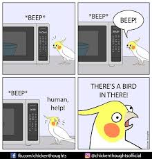 Chicken Thoughts Comics Funny Parrots Super Cute Puppies Cockatiel