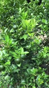 We did not find results for: Pundisyon Grafted Fruit Trees