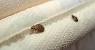 Bites What Do Bed Bugs Look Like
