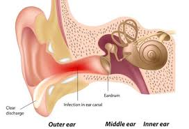 We did not find results for: Outer Ear Infection Pokenga Taringa Health Navigator Nz