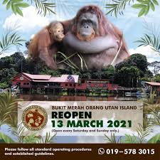 Pozrite si recenzie zariadenia orang utan island, umiestnenie a fotografie od cestovateľov v semanggol, malajzia na tripadvisore. Bukit Merah Orang Utan Island Foundation Photos Facebook