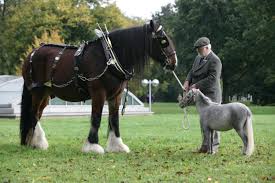 An international falabella miniature horse association dedicated to promoting and preserving the rare. Best 53 Shire Horse Wallpaper On Hipwallpaper Amazing Horse Wallpapers Steampunk Horse Wallpaper And Unique Horse Wallpapers