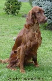 Image result for irský červenobílý setr