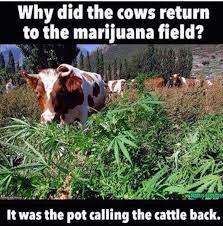 Pot Calling The Cattle Back Cows Funny Cheesy Jokes Punny Jokes