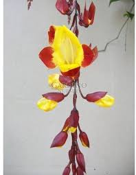 Image result for Thunbergia mysorensis