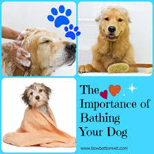 Of course, if your dog is a regular swimmer and/or spends a lot of time rolling in dirt. Importance Of Bathing Your Dog Bow Bottom Veterinary Hospital Your Local Vet In South Calgary Alberta
