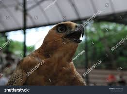 The Javan Hawk Eagle Life At Their Habitat I Take This At Indonesia S Safari Park Ad Sponsored Eagle Life Javan Hawk In 2020 Hawk Eagle Habitats Safari Park