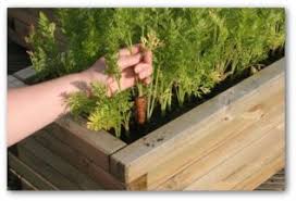 all about how to grow carrots