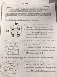 Use the information provided and your knowledge of incomplete dominance to complete each section below. Bikini Bottom Genetics Worksheet 3 Incomplete Dominance Answer Key