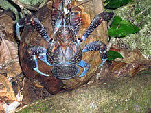 It is the largest terrestrial arthropod in the world, with a weight up to 4.1 kg (9.0 lb). Coconut Crab Wikipedia