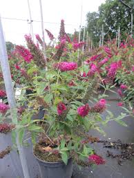 Kaum eine andere gehölzgattung blüht so opulent, ausdauernd und schnell. Buddleja Red Chip Sommerflieder Red Chip