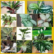 Begitu banyak jenis tanaman daun untuk dijadikan sebagai tanaman hias. Belanja Hemat Dengan 10 Tanaman Hias Berbagai Macam Jenis Tanaman Indoor Tanaman Ruangan Lazada Indonesia