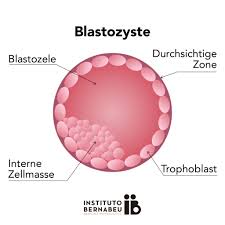 Bisher bin ich nur stille mitleserik gewesen, doch jetzt muss ich euch auch mal was fragen. Embryo In Der Blastozyste Typen Und Klassifizierung Nach Qualitat