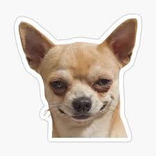 Always the first to defend the house and bark at anyone or anything that comes to the door. Chihuaha Stickers Redbubble