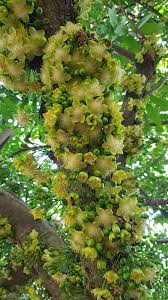 Image result for Achariaceae