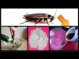 How To Get Rid Of Cockroaches Permanently And Fast In Kitchen Cabinets Natural Remedies Natural Remedies Health Home Remedies For Roaches Natural Remedies