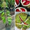 Jika anda berminat membudidayakan durian musang king anda dapat mengunjungi pusat pembibitan bibit durian unggul nasional milik bpk. Https Encrypted Tbn0 Gstatic Com Images Q Tbn And9gcqxepyj5oft7th83gcqpwvw4e6yx12nzvar6prsamq Usqp Cau