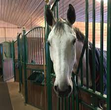 She won a gold medal in the swedish championships at the age of just 14. Malin Baryard Johnsson Verkundet Pferdezuwachs Uber Instagram Equestrian Worldwide Pferdesport Weltweit Eqwo Net