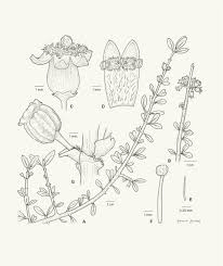 Image result for Rytigynia sp. F