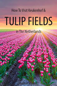 With 7 million flower bulbs blooming over 32 hectares, there's nowhere quite like the keukenhof garden. How To See Keukenhof Gardens And Tulip Fields In The Netherlands
