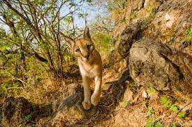 Find great deals on ebay for caracal cat. Caracal Cat Expeditions Ethical Wild Cat Photo Tours
