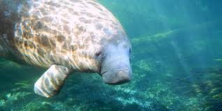 Based on genetic and morphological studies, the west indian manatee is divided into two subspecies, the florida manatee (t. West Indian Manatee National Wildlife Federation