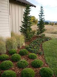 Sub Alpine Fir Flank Each End Of The Home Standing As Bookends The Slow Growing Spir Like Tre Evergreen Landscape Grasses Landscaping Front Yard Landscaping