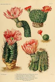 The Cactaceae Descriptions And Illustrations Of Plants Of The Cactus Family V 3 Vintage Cactus Botanical Prints Vintage Botanical Prints