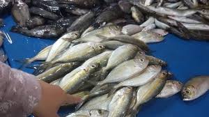 Mimpi tentang kematian ternyata enggak serta merta ngomongin tentang kematian seseorang, tapi lebih kepada 'kematian' sesuatu. Arti Mimpi Melihat Banyak Ikan Mati Bisa Ditafsirkan Sedikit Buruk Bagi Anda Ini Lengkapnya Tribun Manado