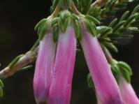 Image result for Coleotrype natalensis