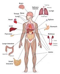 Your liver is not only the hottest but also the largest and metabolically most complex internal organ of your body. How To Slow Down Aging Improve The Quality Of Life It Is Very Important To Maintain The Conditions Human Body Organs Human Body Anatomy Body Organs Diagram