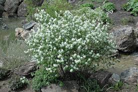 Image result for Amelanchier ovalis