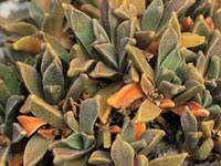 Image result for Nananthus vittatus