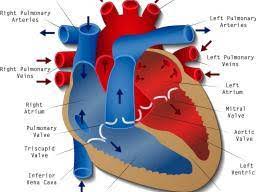 heart block types causes symptoms and risk factors