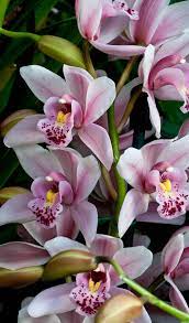 Cymbidium Oriental Legend Cream Colored Petals With Rose And Wine Markings In The Orchid House Photo By Wonderful Flowers Beautiful Orchids Beautiful Flowers