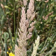 Image result for Polypogon