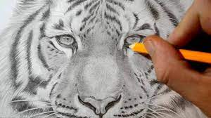 Add the fourth leg, ears and tail. How To Draw A Tiger Realistic Pencil Drawing Youtube