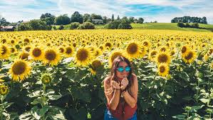 With over 30 varieties of sunflowers across eight acres, the sunflower fields at burnside farms are rays of sunshine throughout the hot summer months. Best Sunflower Field In Switzerland Geneva Europe Western Europe Biking Food France Senior Trip Geneva Geneva Tourism