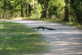 Maybe you would like to learn more about one of these? Alligator Brazos Bend State Park Needville Tx Picture Of Brazos Bend State Park Needville Tripadvisor