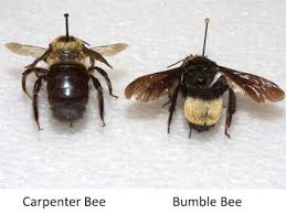 Bumble bee vs honey bee: Carpenter Bees