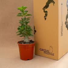 Image result for Pachypodium saundersii