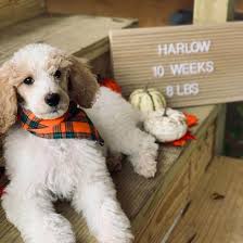 A phantom poodle puppy may cost anything between $1,000 and $2,000, but the price can be much higher if the parents are champions, for example. What Does A Parti Poodle Look Like And Are They Popular K9 Web