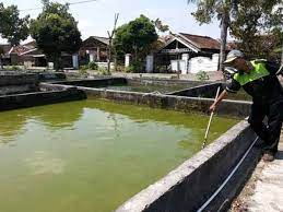 Hal tersebut dikarenakan teknologi untuk budidayanya mudah, cukup sederhana dan menggunakan biaya yang murah. Kolam Ikan Air Tawar Jadi Potensi Desa Sebidai Korankaltara Com