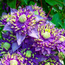 Image result for Clematis costata